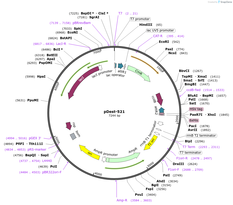 159688-plasmid-map-sequence-id-313769