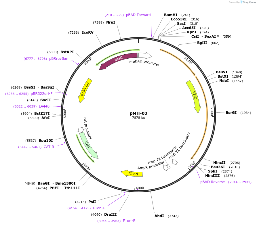 158433-plasmid-map-sequence-id-313770