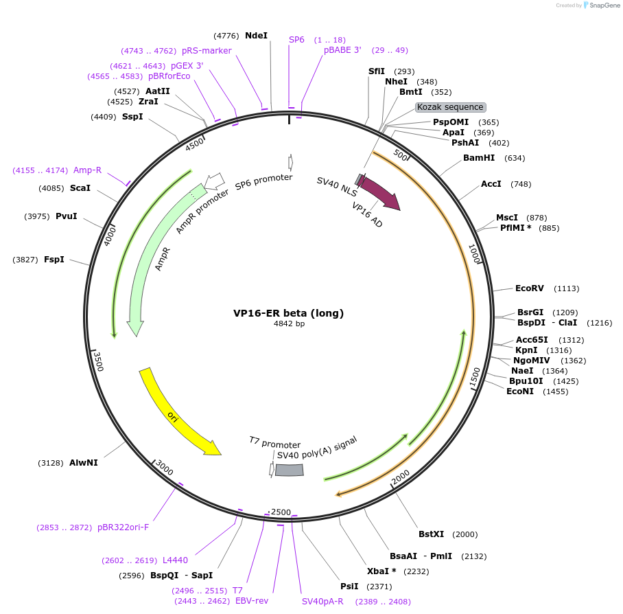 11352-plasmid-map-sequence-id-313771