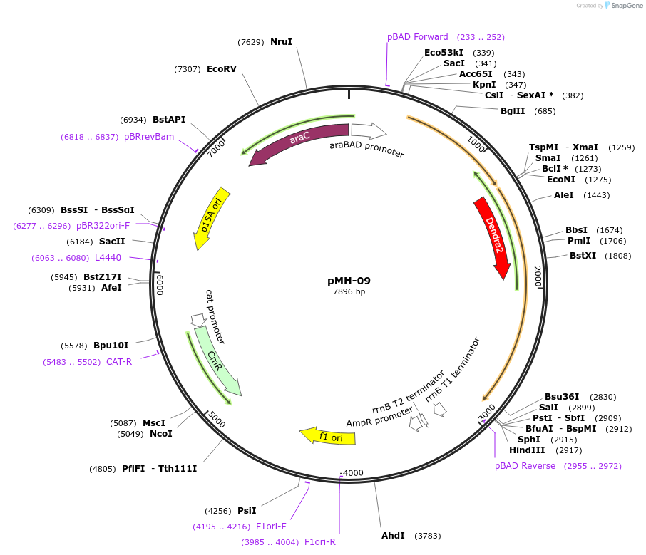 158437-plasmid-map-sequence-id-313777