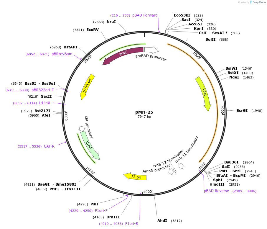 158436-plasmid-map-sequence-id-313778