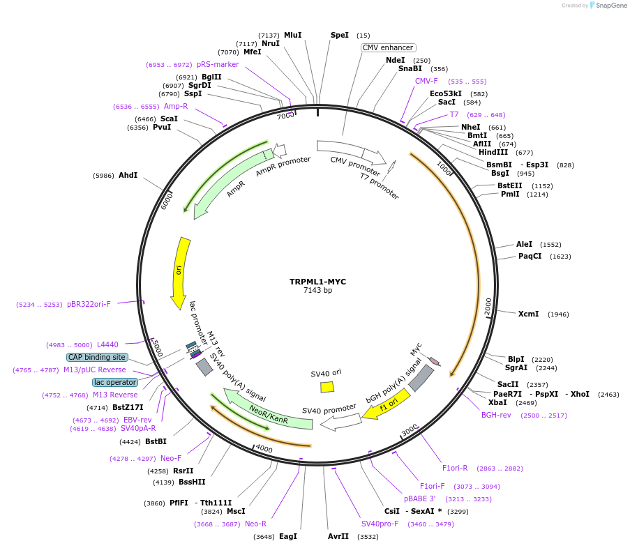 18824-plasmid-map-sequence-id-313779