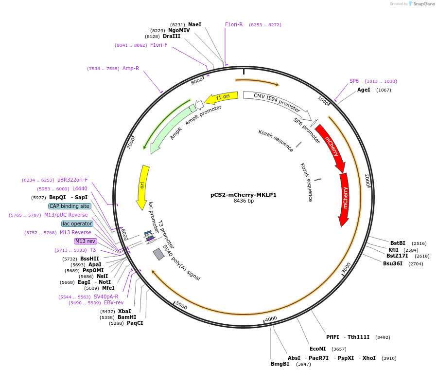 140562-plasmid-map-sequence-id-313780