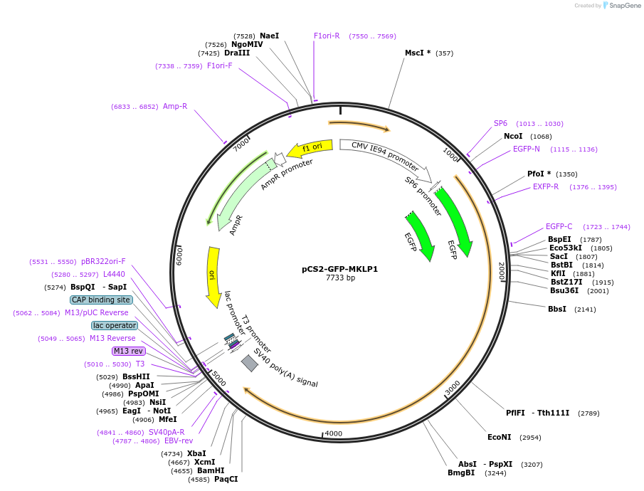 140566-plasmid-map-sequence-id-313781