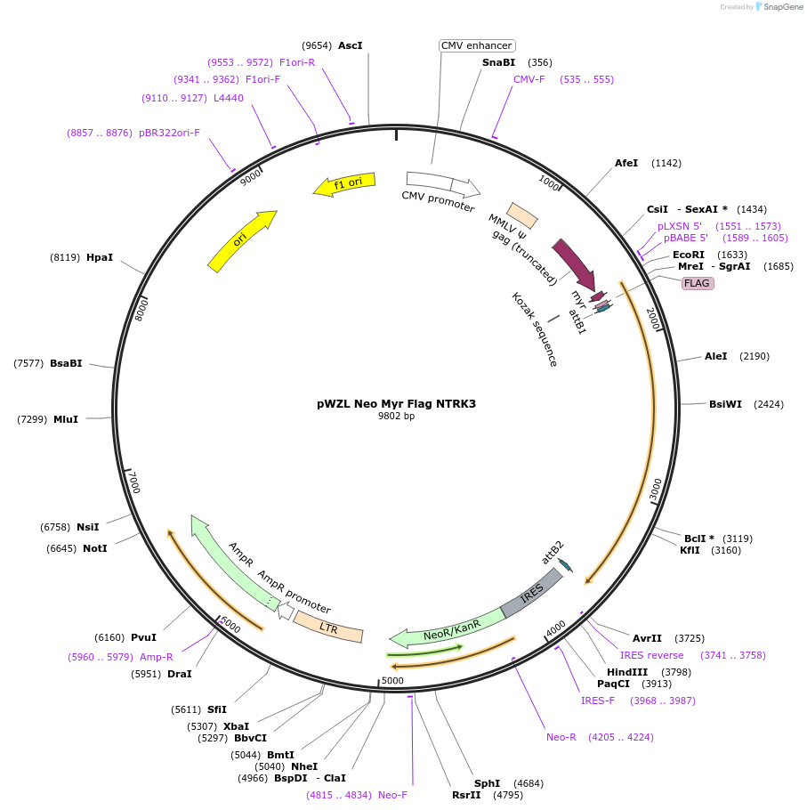 20551-plasmid-map-sequence-id-313782