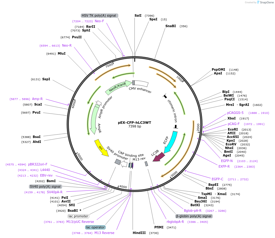24985-plasmid-map-sequence-id-313787