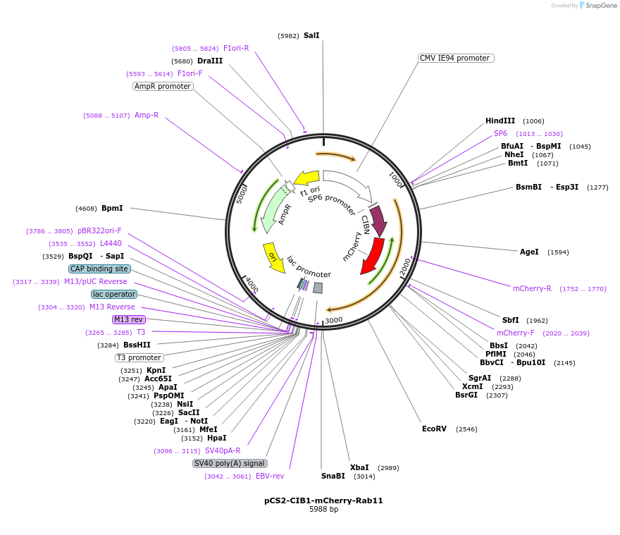 140573-plasmid-map-sequence-id-313788