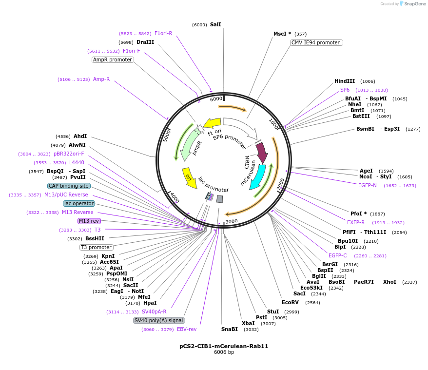 140574-plasmid-map-sequence-id-313789