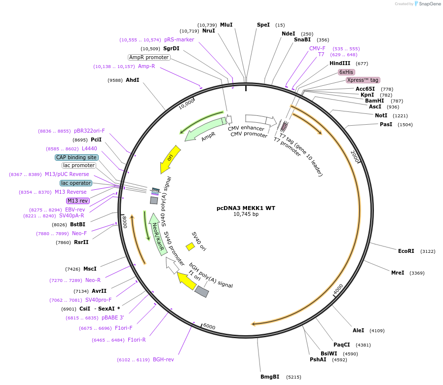 12181-plasmid-map-sequence-id-313791