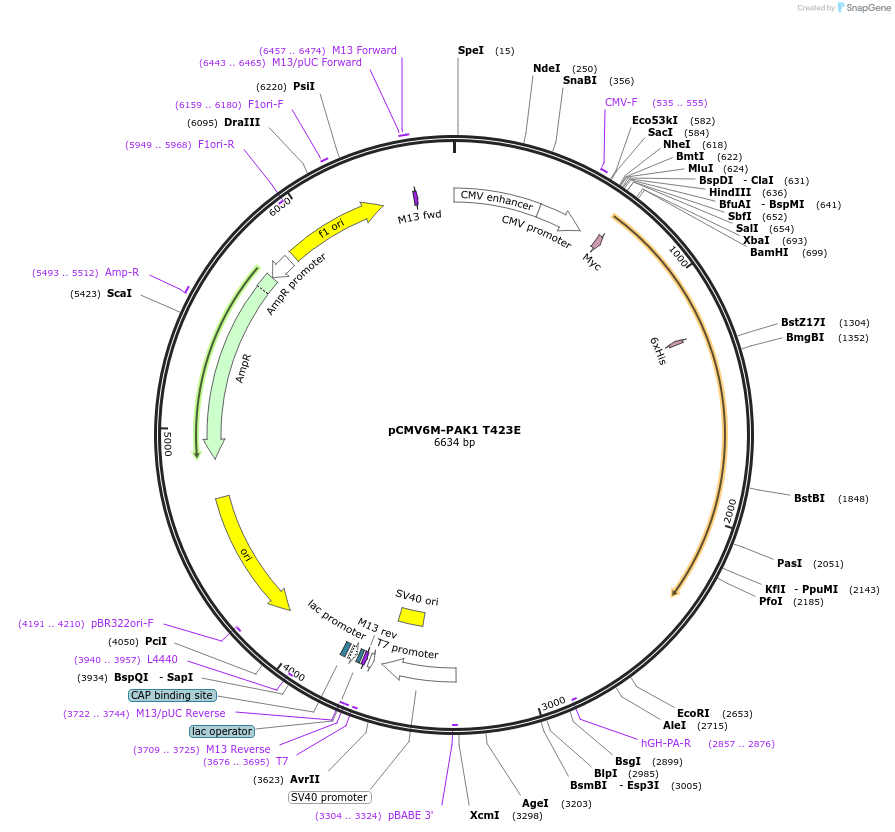 12208-plasmid-map-sequence-id-313793