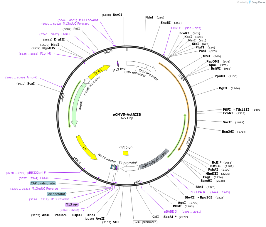 13501-plasmid-map-sequence-id-313794