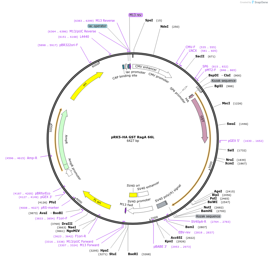 19300-plasmid-map-sequence-id-313798