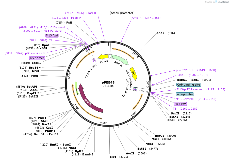 139422-plasmid-map-sequence-id-313808