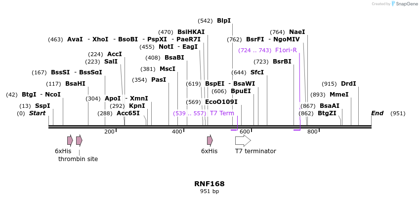 31381_map