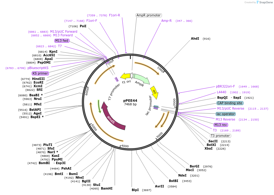 139423-plasmid-map-sequence-id-313810