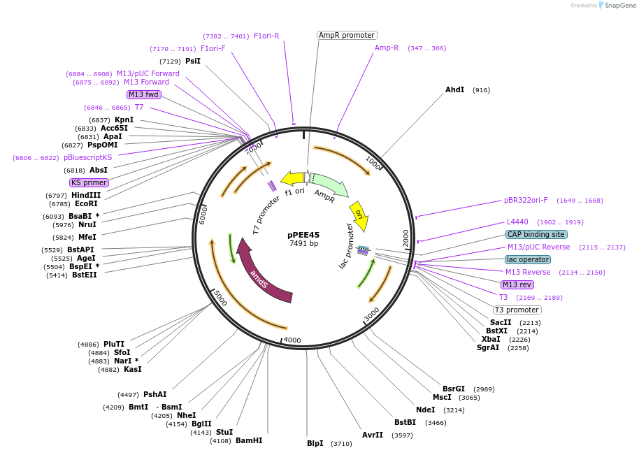 139424-plasmid-map-sequence-id-313811