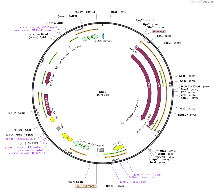 159746-plasmid-map-sequence-id-313813