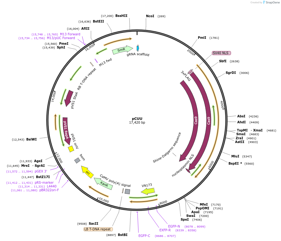 159747-plasmid-map-sequence-id-313815