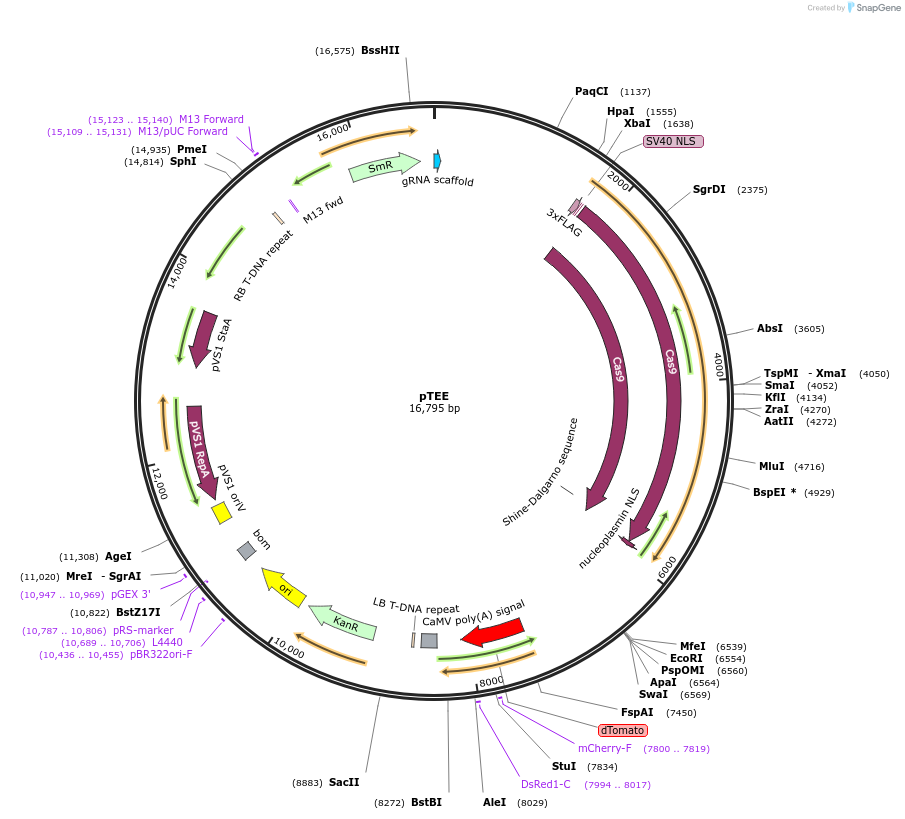 159748-plasmid-map-sequence-id-313816
