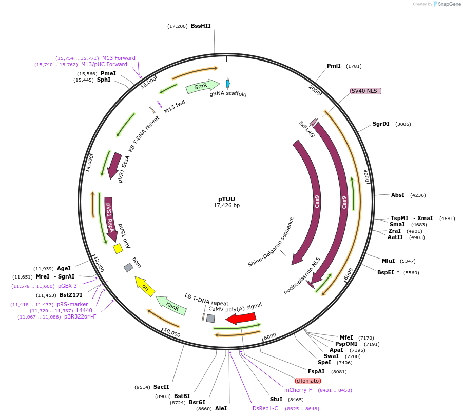 159749-plasmid-map-sequence-id-313818