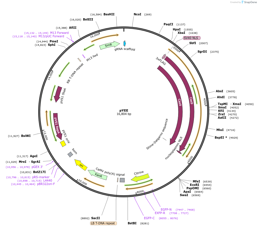 159750-plasmid-map-sequence-id-313819