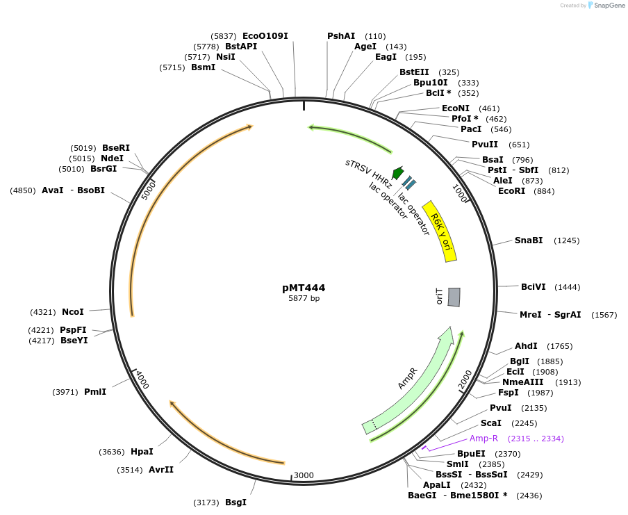 139385-plasmid-map-sequence-id-313820