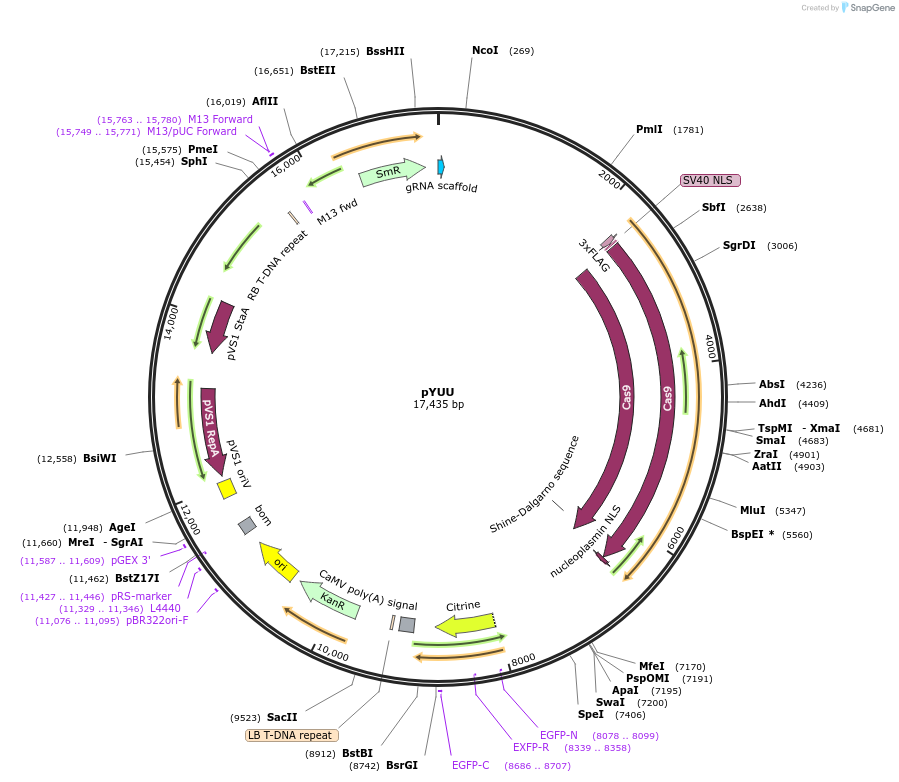 159751-plasmid-map-sequence-id-313821