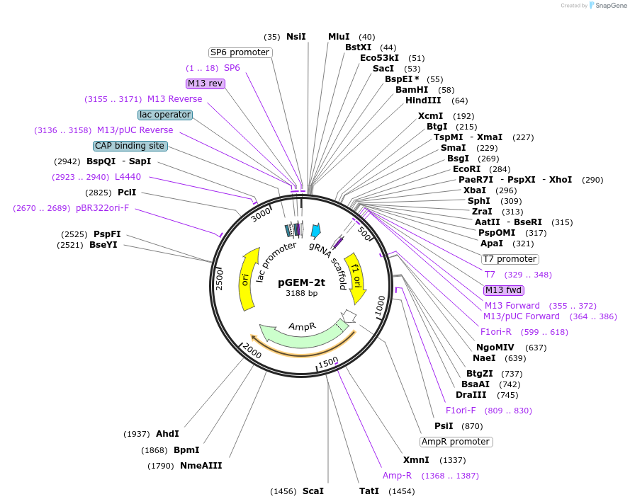 159752-plasmid-map-sequence-id-313824