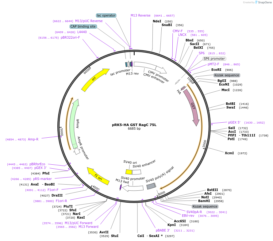 19305-plasmid-map-sequence-id-313825