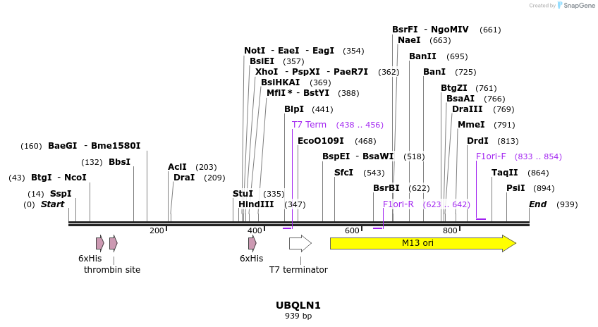 31383_map