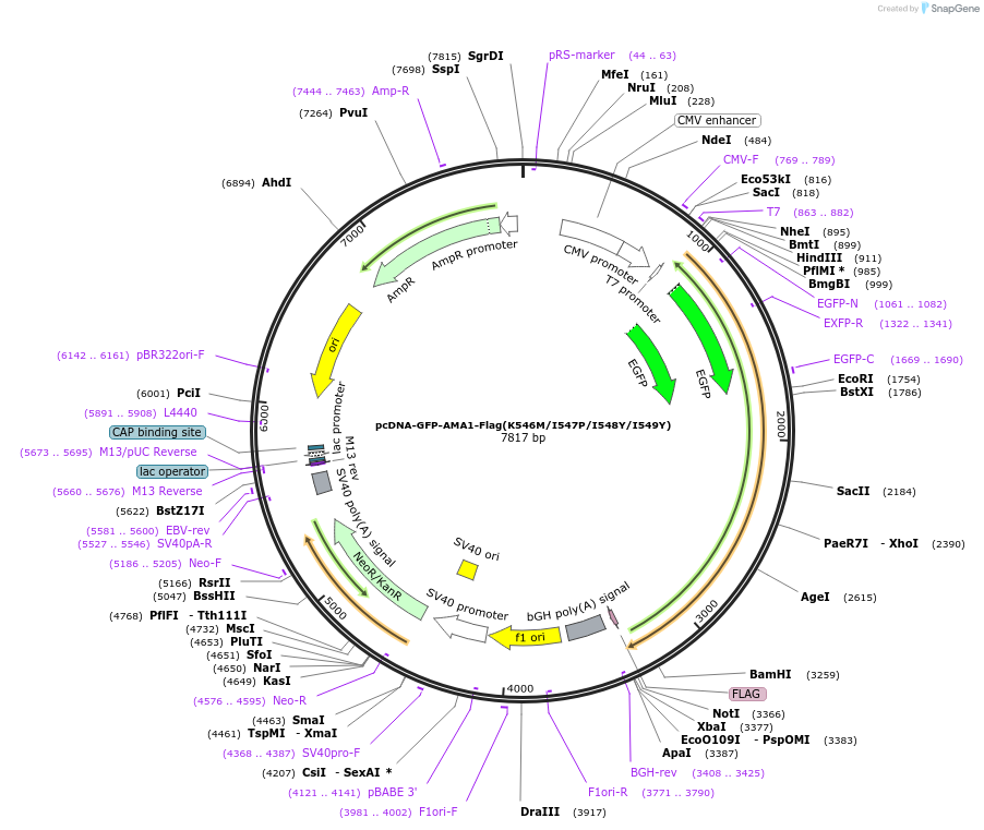 155308-plasmid-map-sequence-id-313830