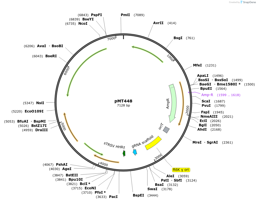 139388-plasmid-map-sequence-id-313834