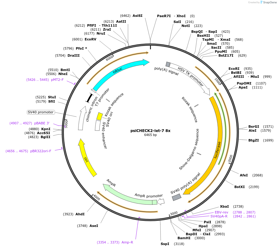 20931-plasmid-map-sequence-id-313838