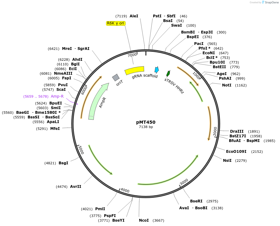 139390-plasmid-map-sequence-id-313840
