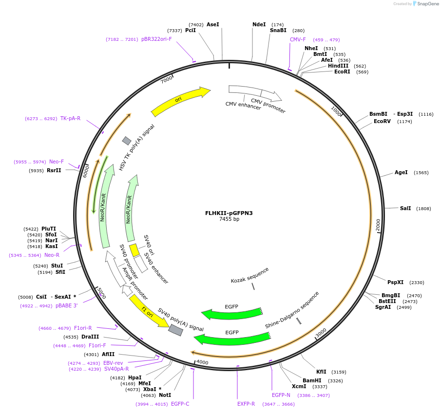 21920-plasmid-map-sequence-id-313841