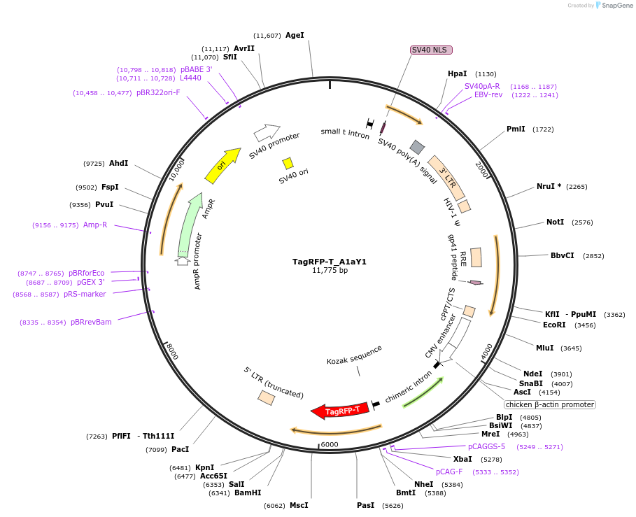 158751-plasmid-map-sequence-id-313844