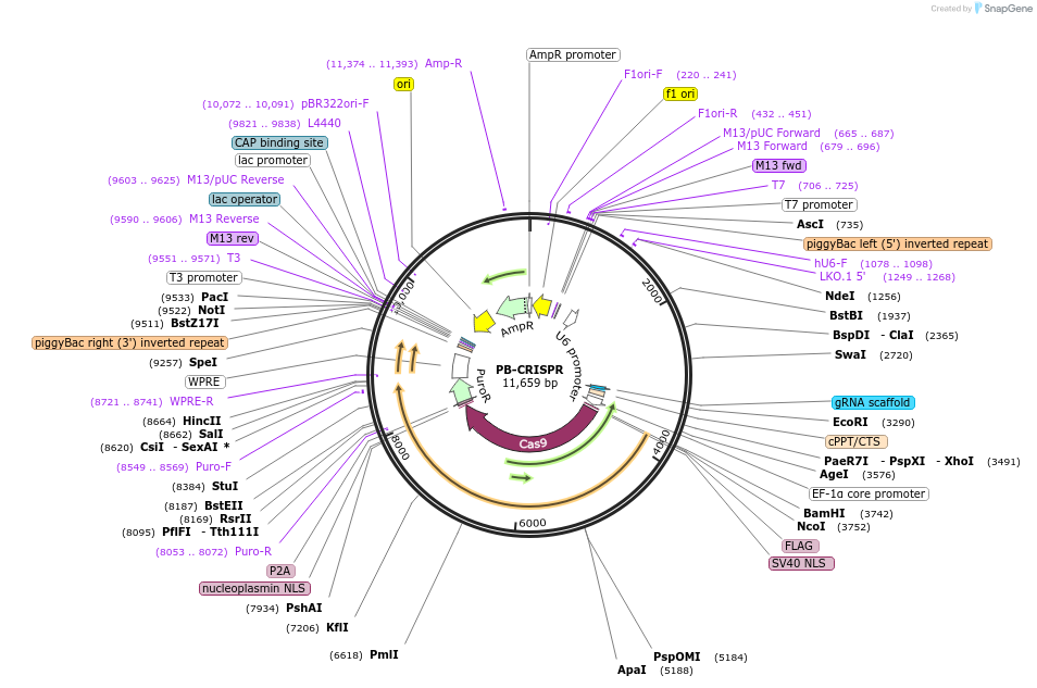 160047-plasmid-map-sequence-id-313846