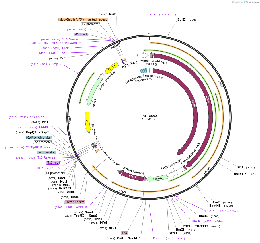 160048-plasmid-map-sequence-id-313847