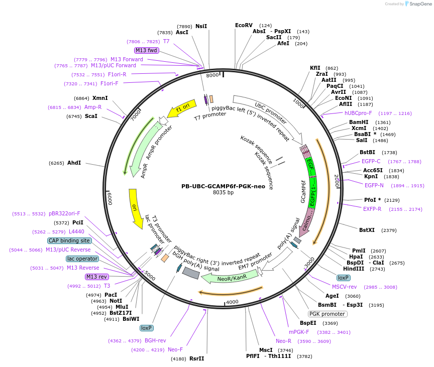 160049-plasmid-map-sequence-id-313848