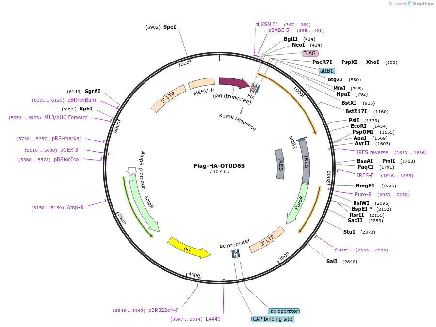 22555-plasmid-map-sequence-id-313890