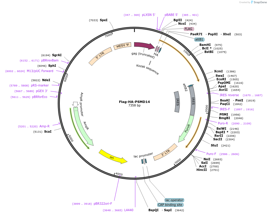 22557-plasmid-map-sequence-id-313896