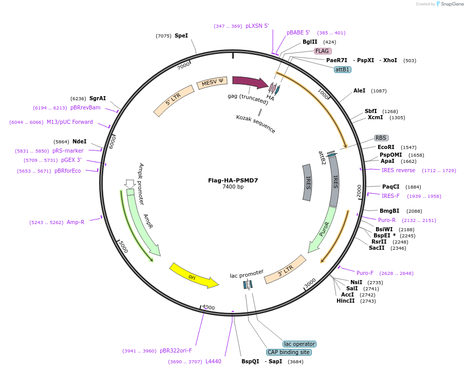 22558-plasmid-map-sequence-id-313899