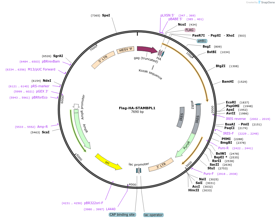22559-plasmid-map-sequence-id-313901