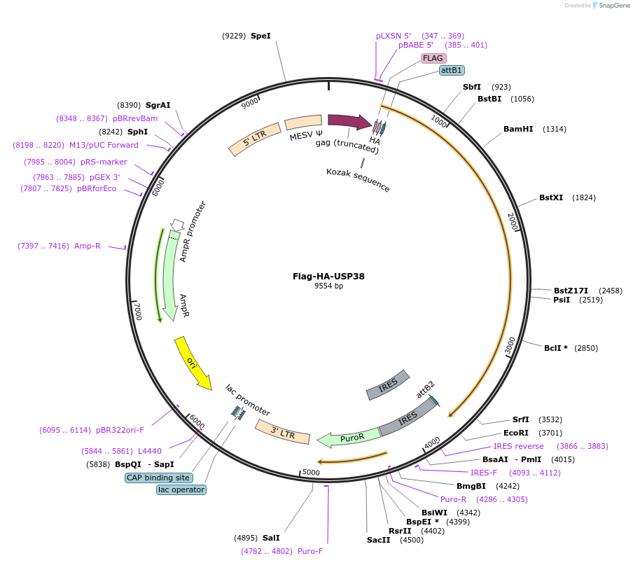22580-plasmid-map-sequence-id-313903