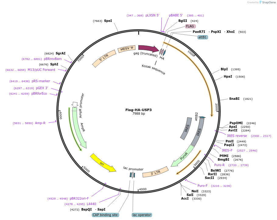 22582-plasmid-map-sequence-id-313904