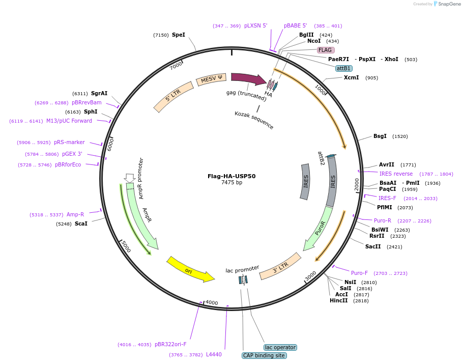 22588-plasmid-map-sequence-id-313907