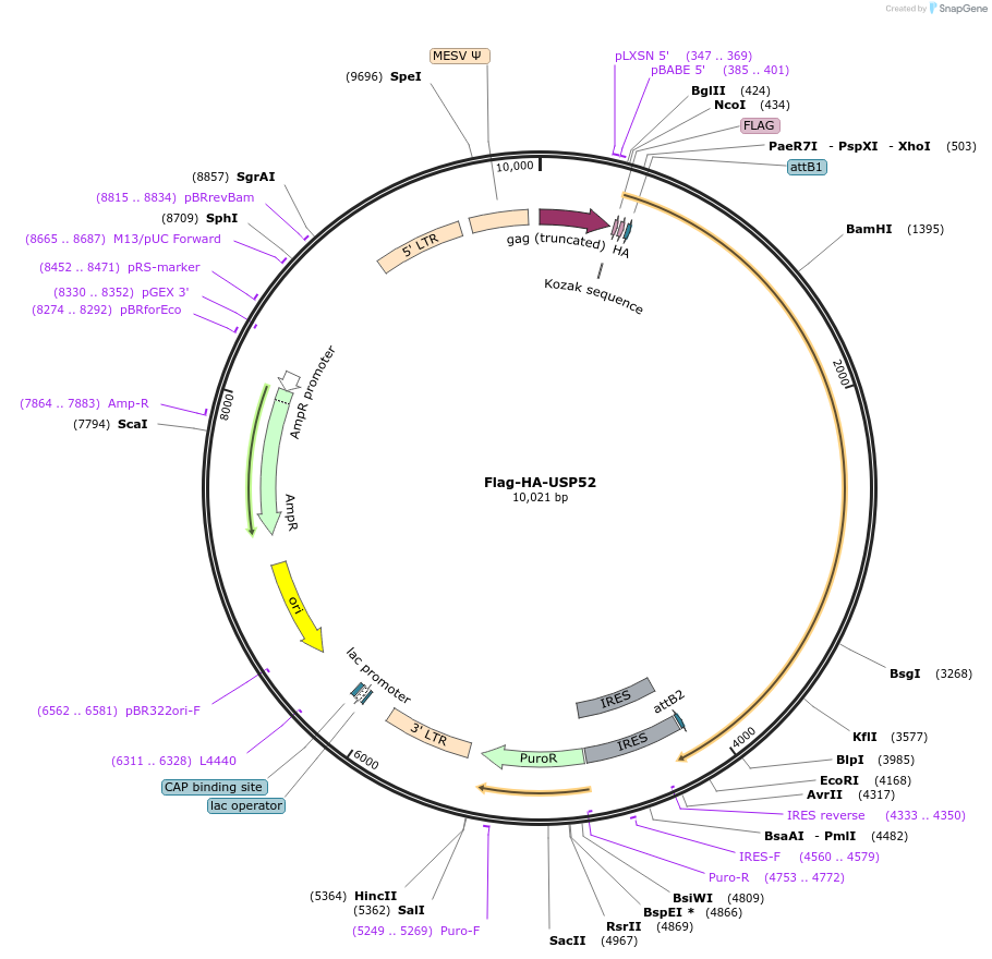 22589-plasmid-map-sequence-id-313925