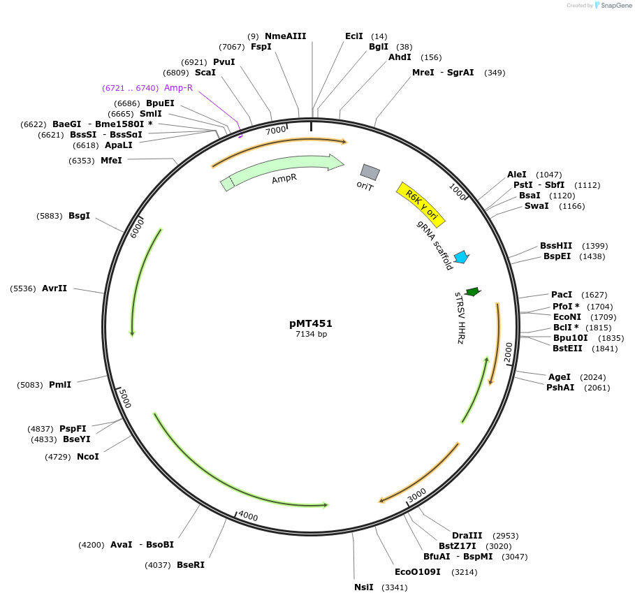 139391-plasmid-map-sequence-id-313926