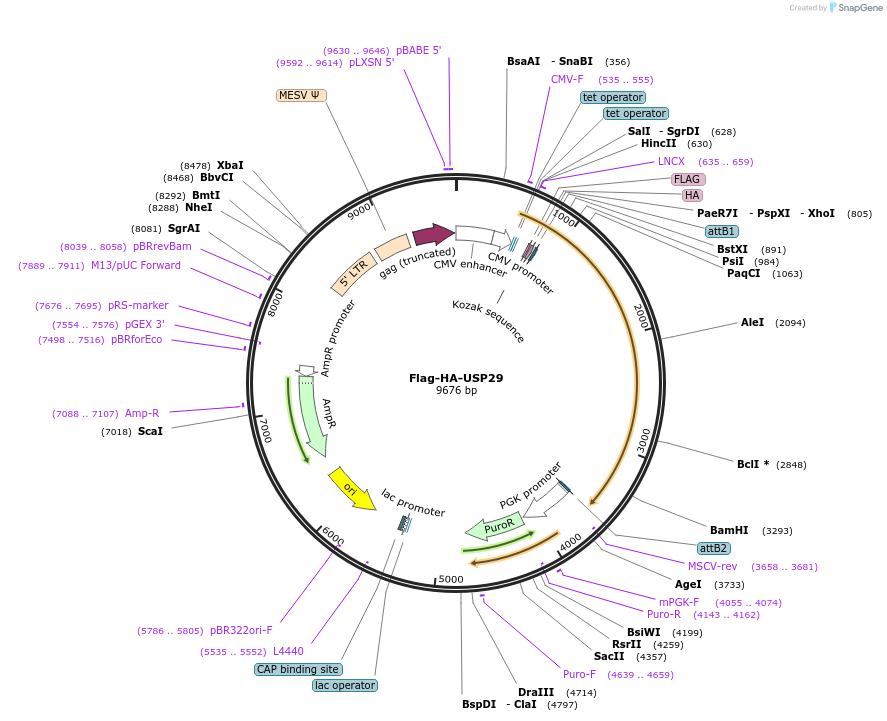 22599-plasmid-map-sequence-id-313927