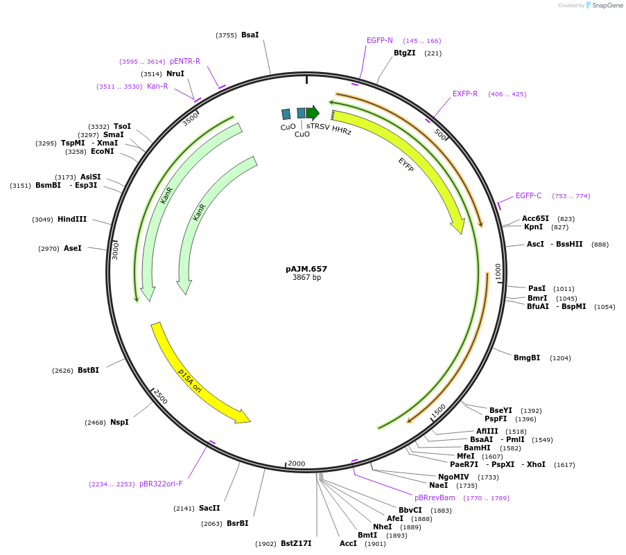 108525-plasmid-map-sequence-id-313928